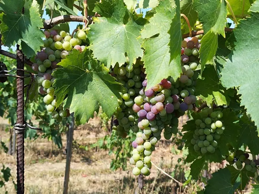 Immagine 11 di Terreno agricolo in vendita  a Montefiore Dell'aso
