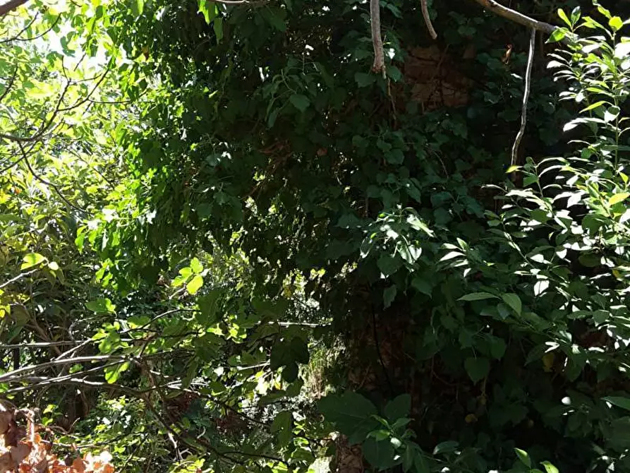 Immagine 15 di Casa indipendente in vendita  a Cupra Marittima