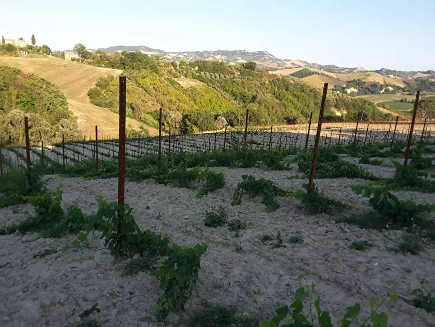Immagine 14 di Terreno agricolo in vendita  a Carassai