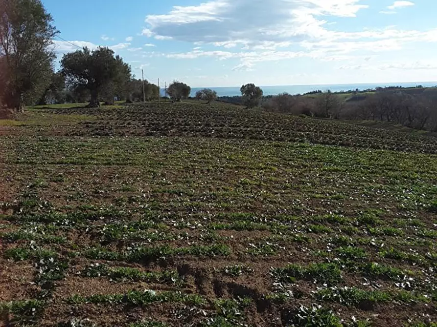 Immagine 12 di Terreno agricolo in vendita  a Cupra Marittima