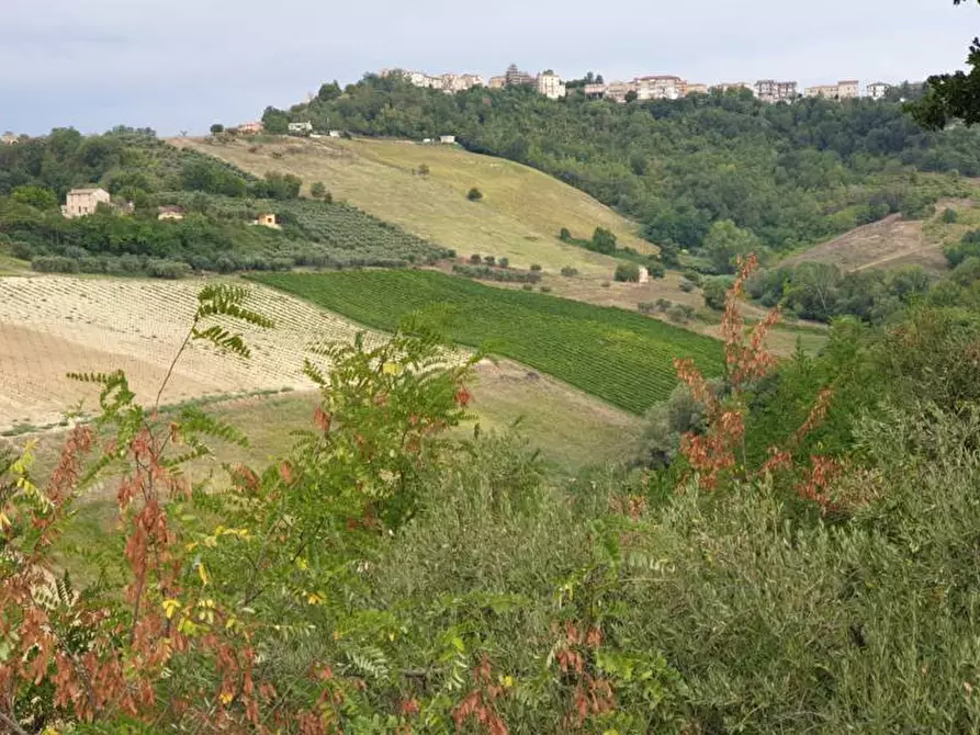 Immagine 4 di Terreno agricolo in vendita  a Carassai