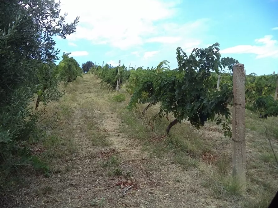 Immagine 29 di Terreno agricolo in vendita  a Colonnella