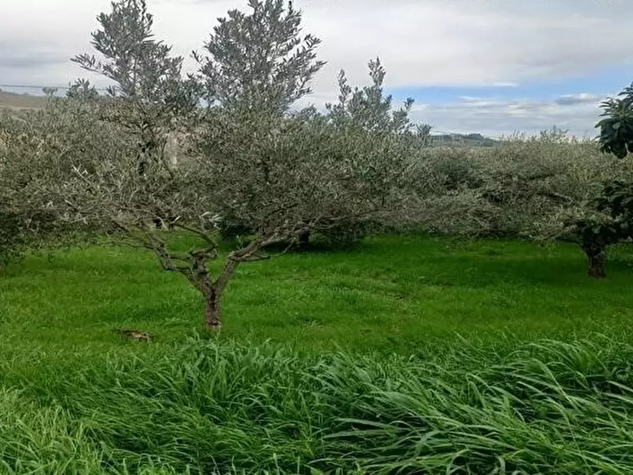 Immagine 1 di Terreno agricolo in vendita  in Contrada Monte Aquilino a San Benedetto Del Tronto
