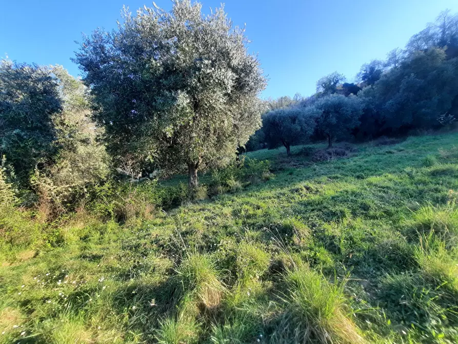 Immagine 16 di Casa indipendente in vendita  in cantina Cocci Grifoni a Ripatransone