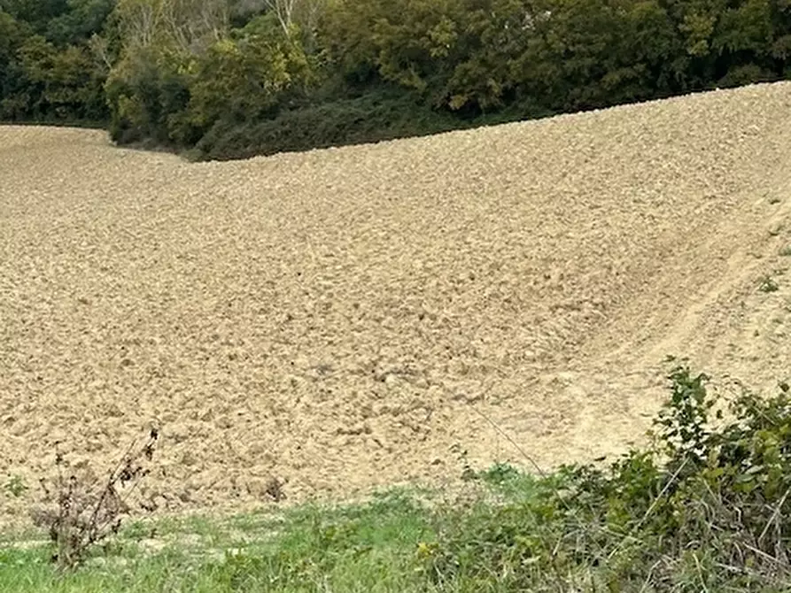 Immagine 12 di Rustico / casale in vendita  a Ripatransone