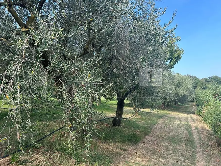 Immagine 11 di Terreno agricolo in vendita  in Via Castellaro a Castegnero