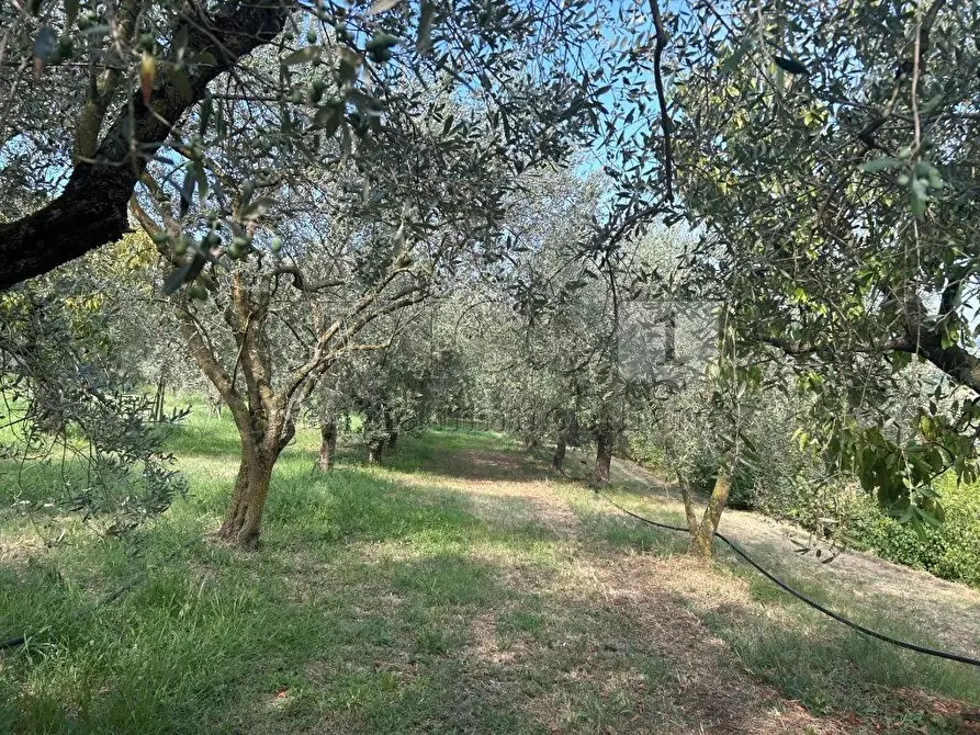 Immagine 10 di Terreno agricolo in vendita  in Via Castellaro a Castegnero