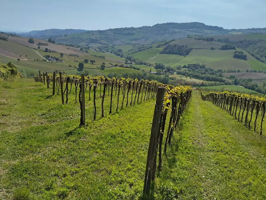 Immagine 12 di Terreno agricolo in vendita  a Montefiore Dell'aso