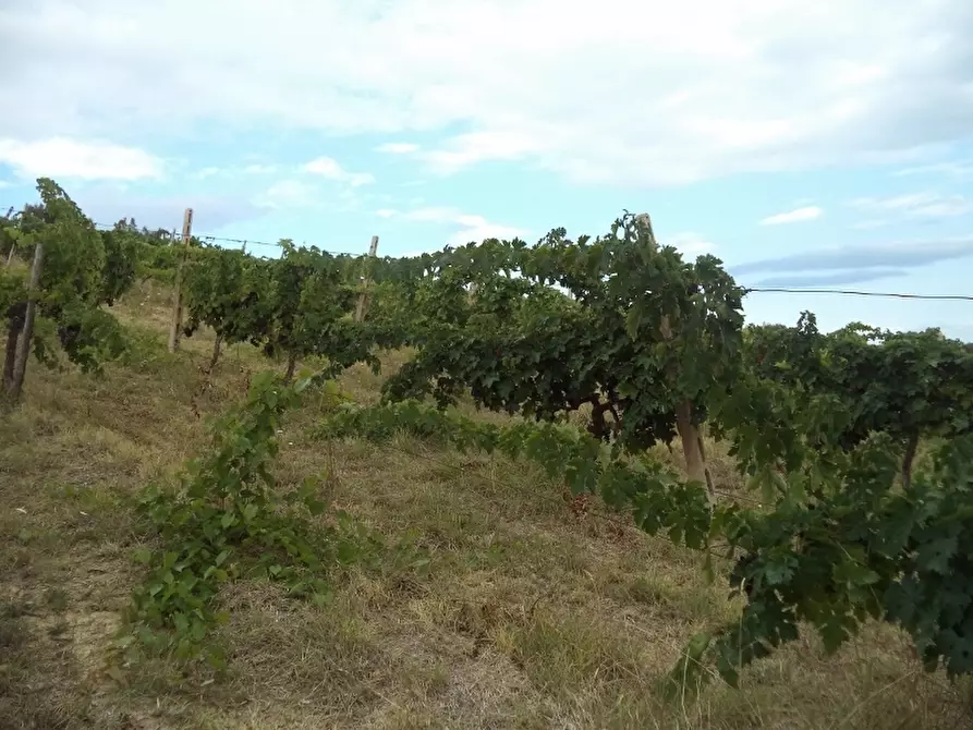Immagine 26 di Terreno agricolo in vendita  a Colonnella