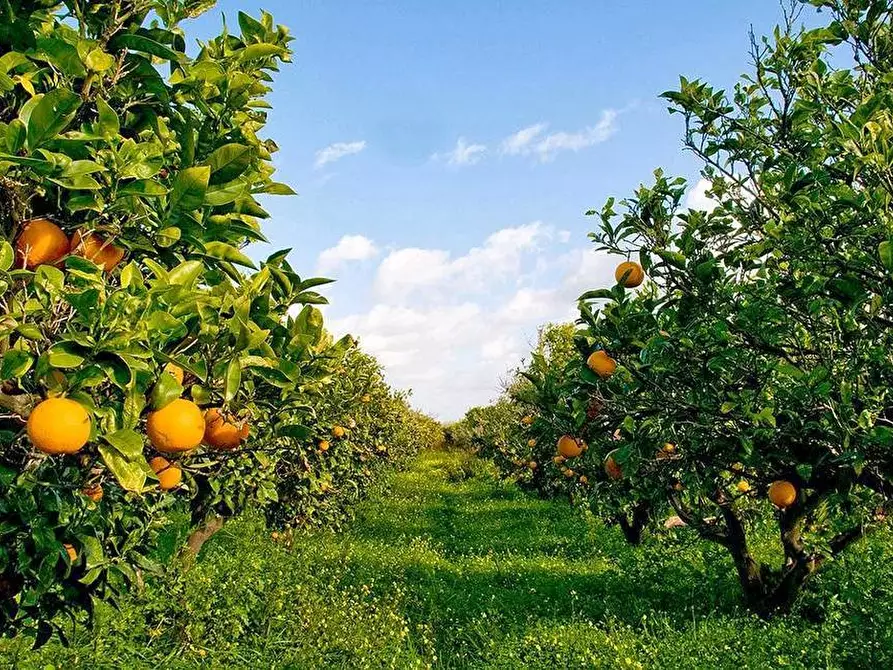 Immagine 6 di Casa vacanze in vendita  a Bari