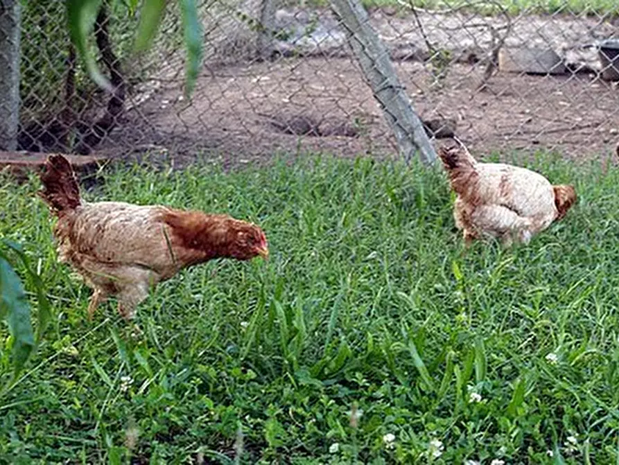 Immagine 12 di Azienda agricola in vendita  in periferia a Petritoli
