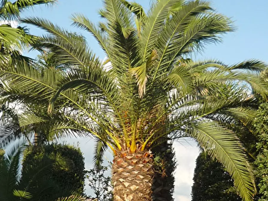 Immagine 1 di Residence in vendita  in Strada Detta delle Monache a Bari