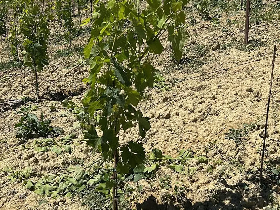 Immagine 17 di Terreno agricolo in vendita  a Montefiore Dell'aso