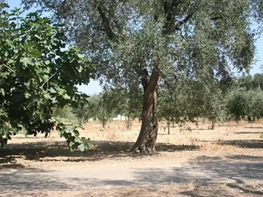 Immagine 46 di Terreno agricolo in affitto  in contrada mandrò a Cutrofiano