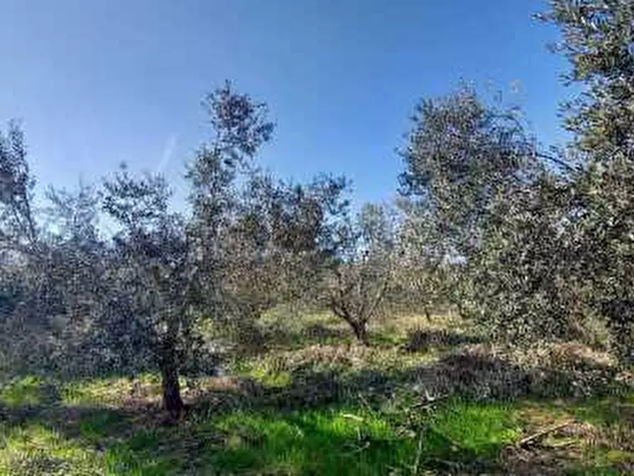 Immagine 4 di Terreno agricolo in vendita  in Contrada Monte Aquilino a San Benedetto Del Tronto