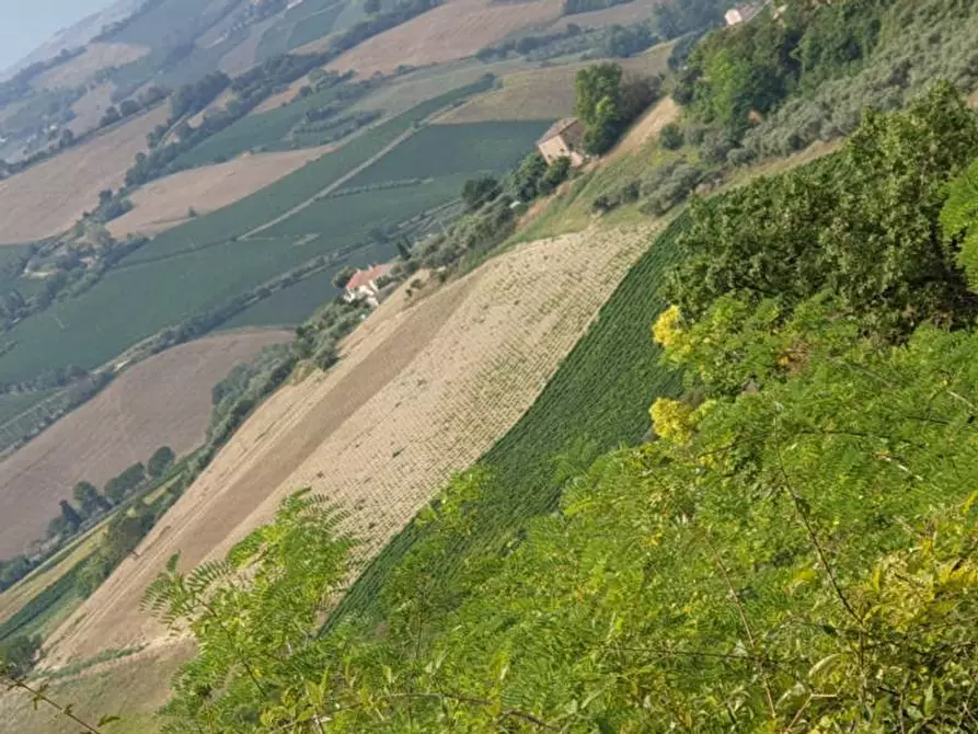 Immagine 7 di Terreno agricolo in vendita  a Carassai