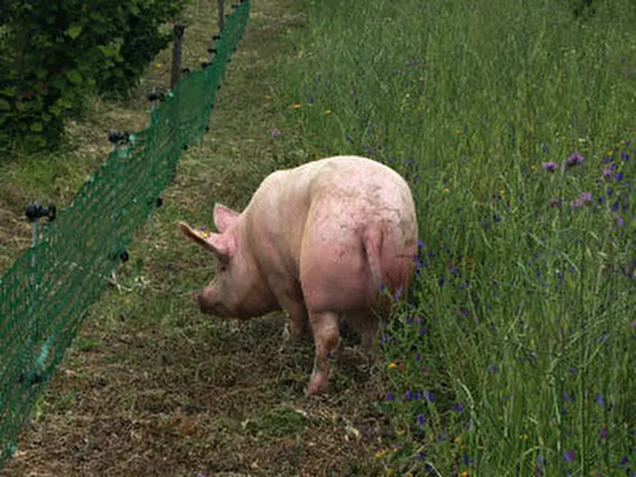 Immagine 14 di Azienda agricola in vendita  in periferia a Petritoli