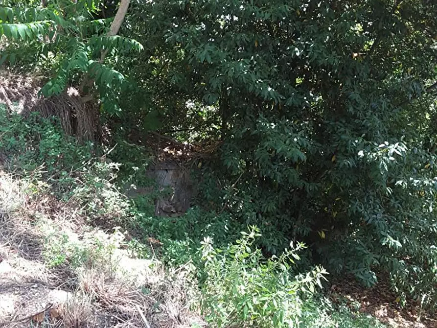 Immagine 13 di Casa indipendente in vendita  a Cupra Marittima