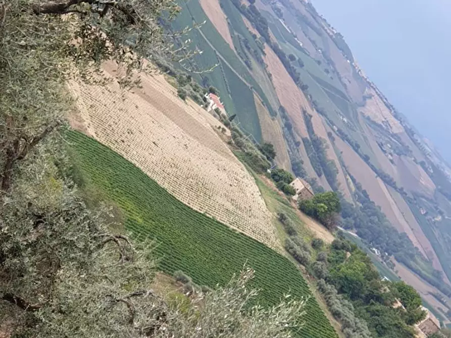Immagine 6 di Terreno agricolo in vendita  a Carassai