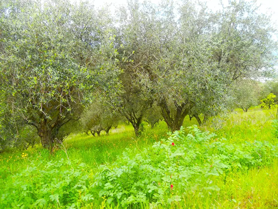Immagine 3 di Terreno edificabile in vendita  a Colonnella