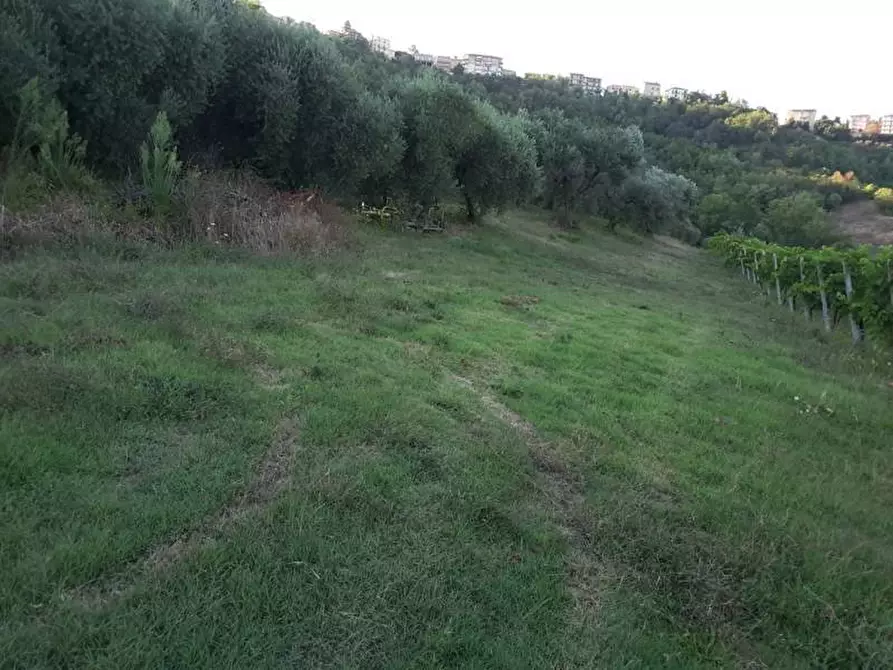 Immagine 8 di Terreno agricolo in vendita  a Carassai