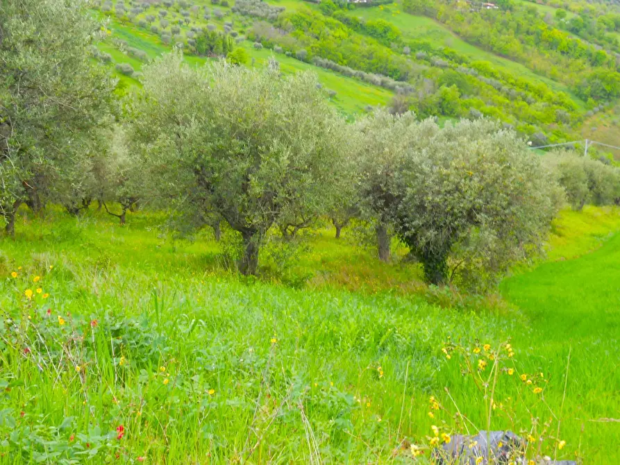 Immagine 1 di Terreno agricolo in vendita  a Colonnella