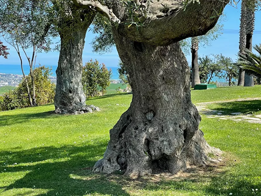 Immagine 37 di Casa indipendente in vendita  a Morro D'oro
