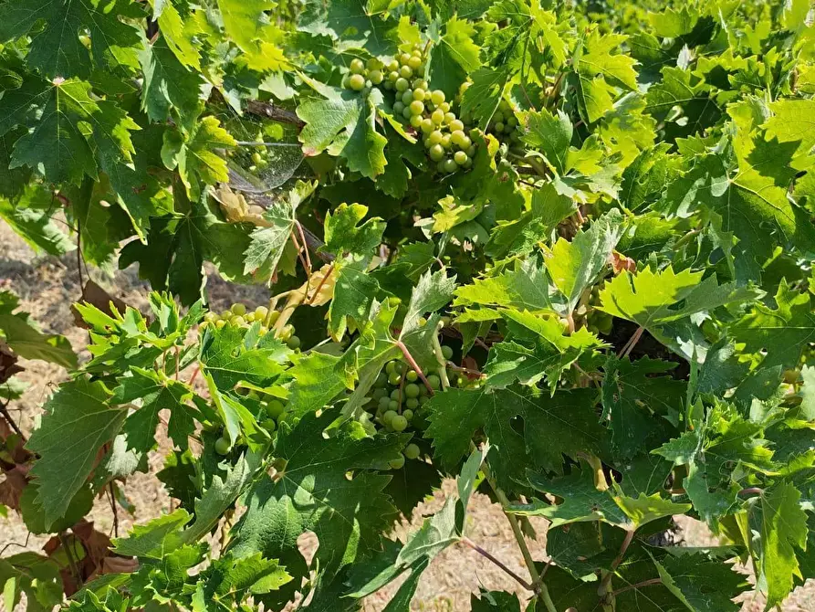 Immagine 5 di Terreno agricolo in vendita  a Montefiore Dell'aso