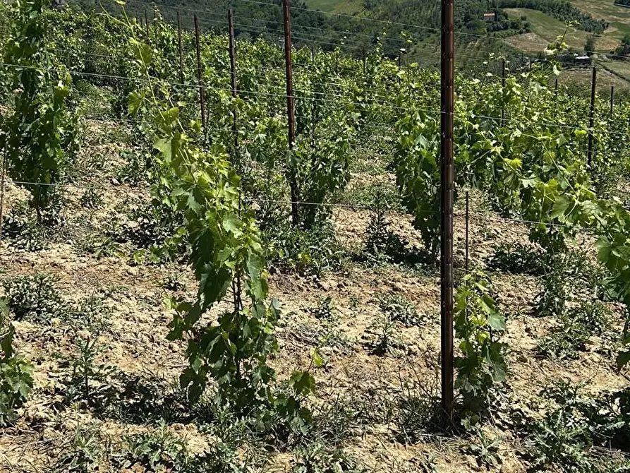 Immagine 18 di Terreno agricolo in vendita  a Montefiore Dell'aso