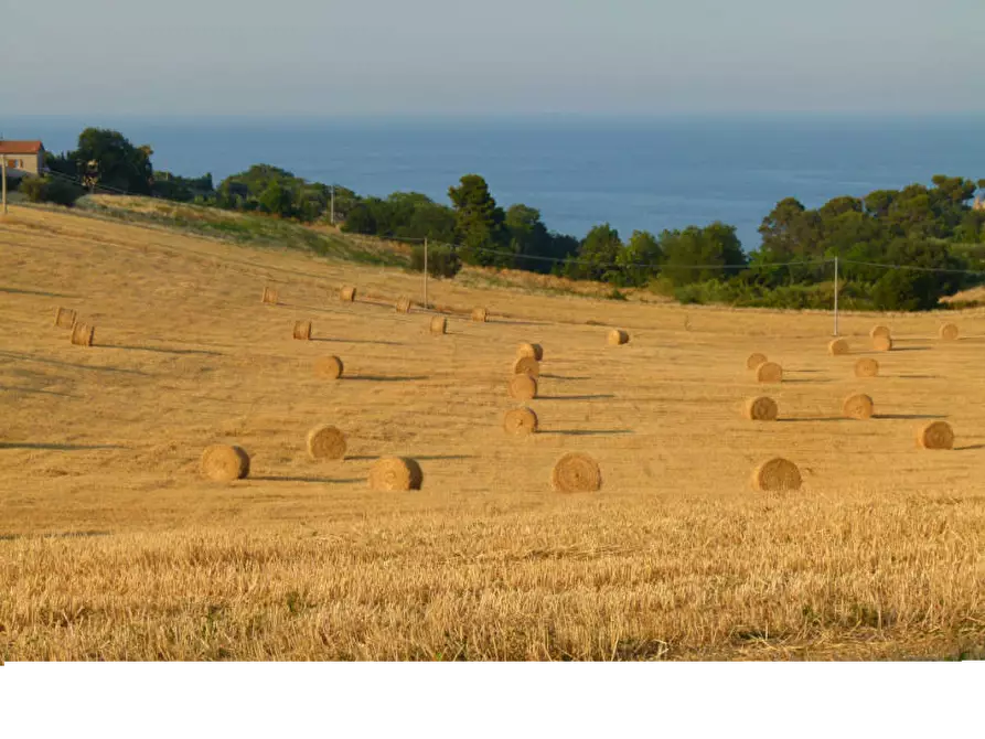 Immagine 15 di Attività commerciale in vendita  a Cupra Marittima