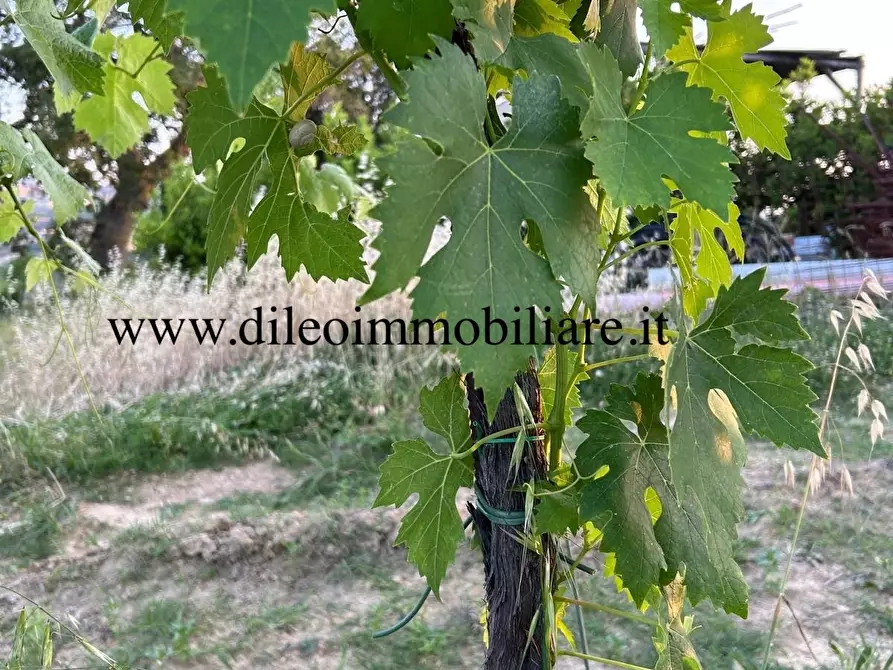 Immagine 20 di Terreno agricolo in vendita  a Montefiore Dell'aso