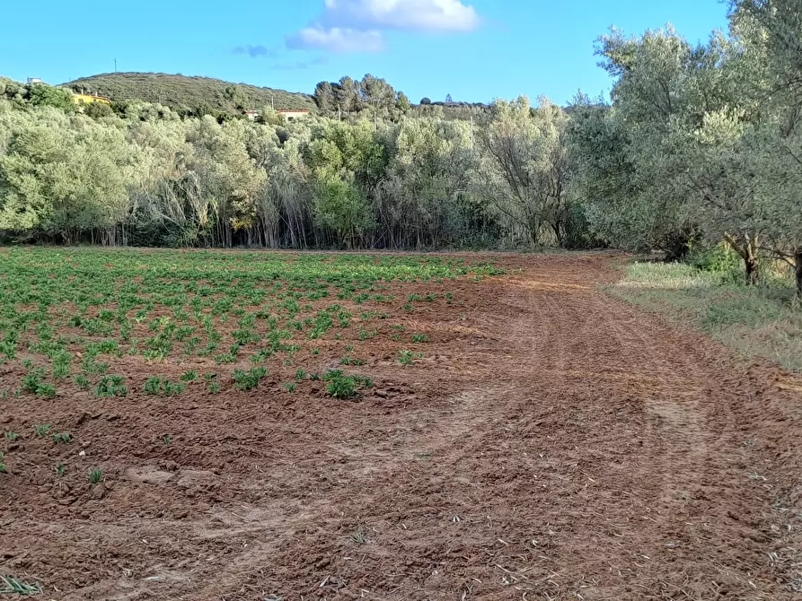 Immagine 27 di Terreno agricolo in vendita  in Via dei Gladioli a Quartucciu