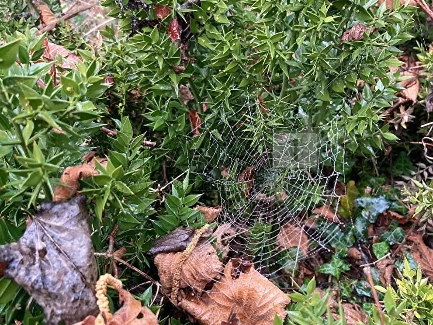 Immagine 4 di Terreno agricolo in vendita  in Piazza Mazzaretto a Longare