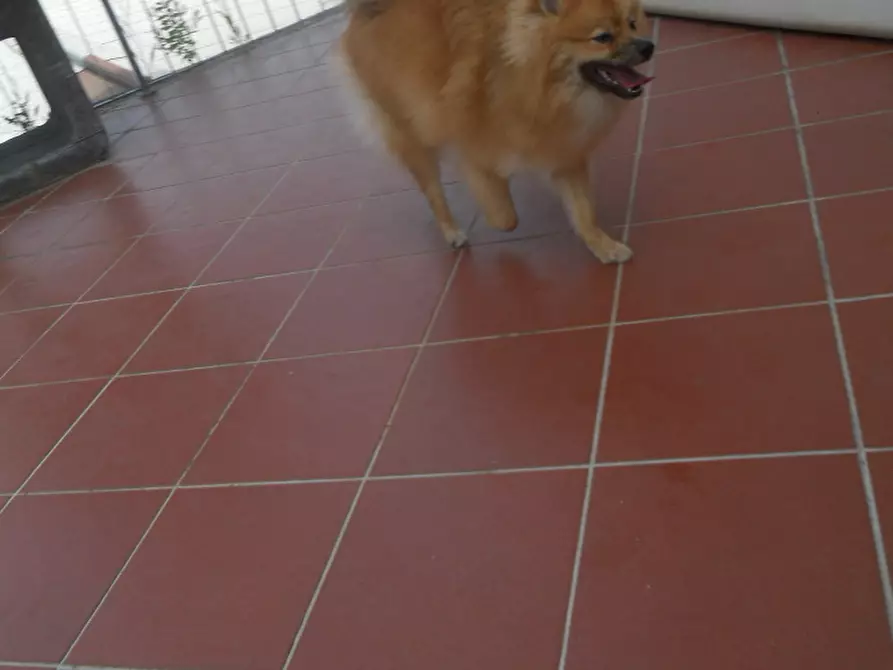 Immagine 23 di Appartamento in vendita  in Strada Statale 1 101 a Castelnuovo Magra