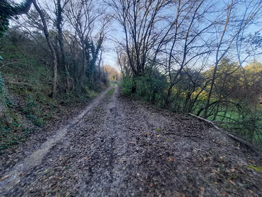 Immagine 19 di Casa indipendente in vendita  in cantina Cocci Grifoni a Ripatransone