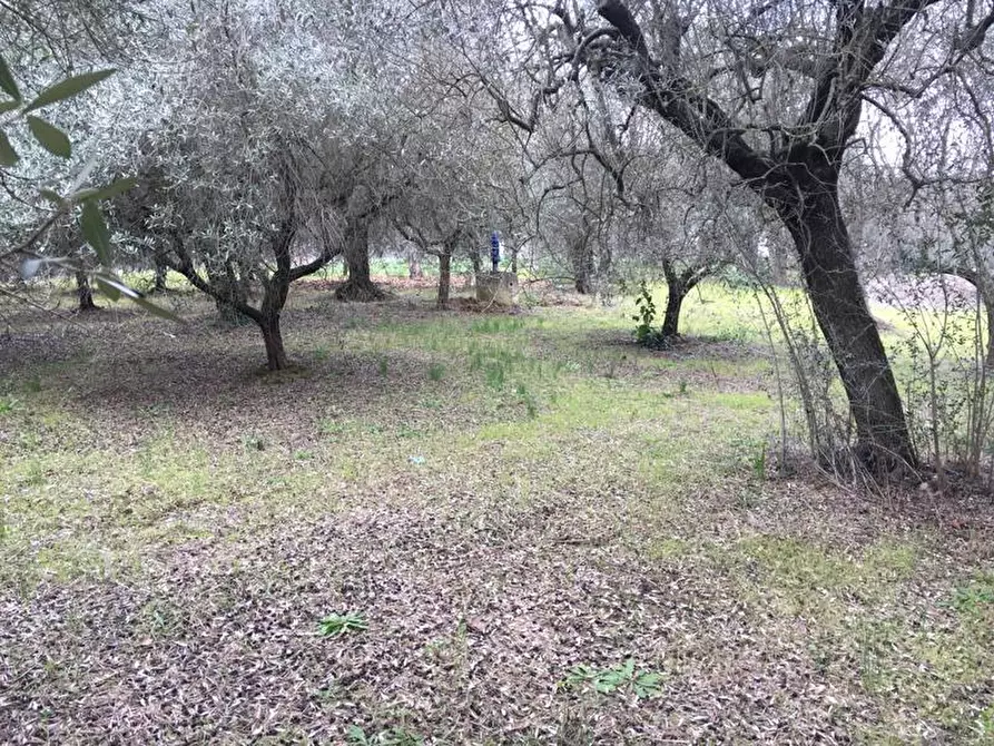 Immagine 4 di Terreno edificabile in vendita  in Vicolo Matteotti Secondo a Monteprandone