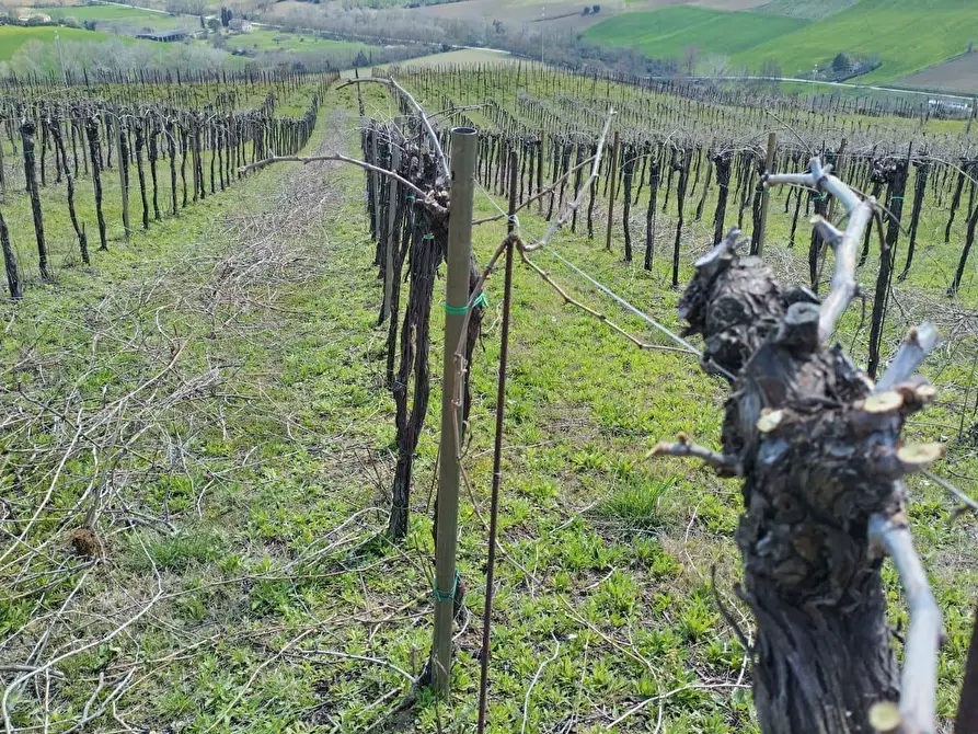 Immagine 23 di Terreno agricolo in vendita  a Montefiore Dell'aso