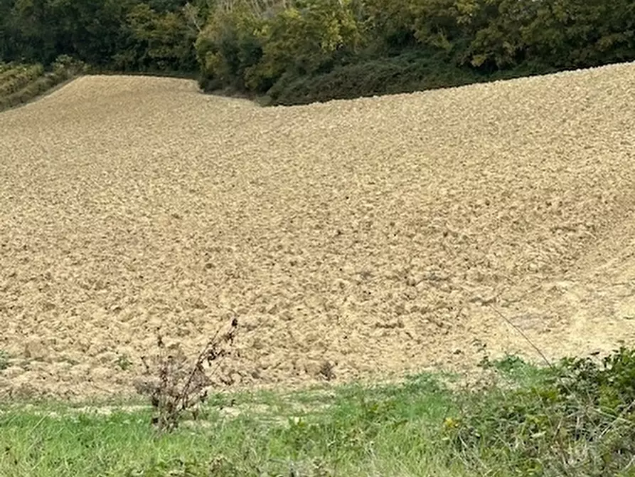 Immagine 13 di Rustico / casale in vendita  a Ripatransone