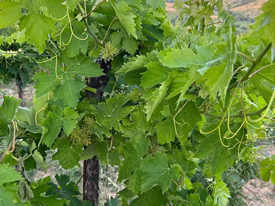Immagine 3 di Terreno agricolo in vendita  a Montefiore Dell'aso