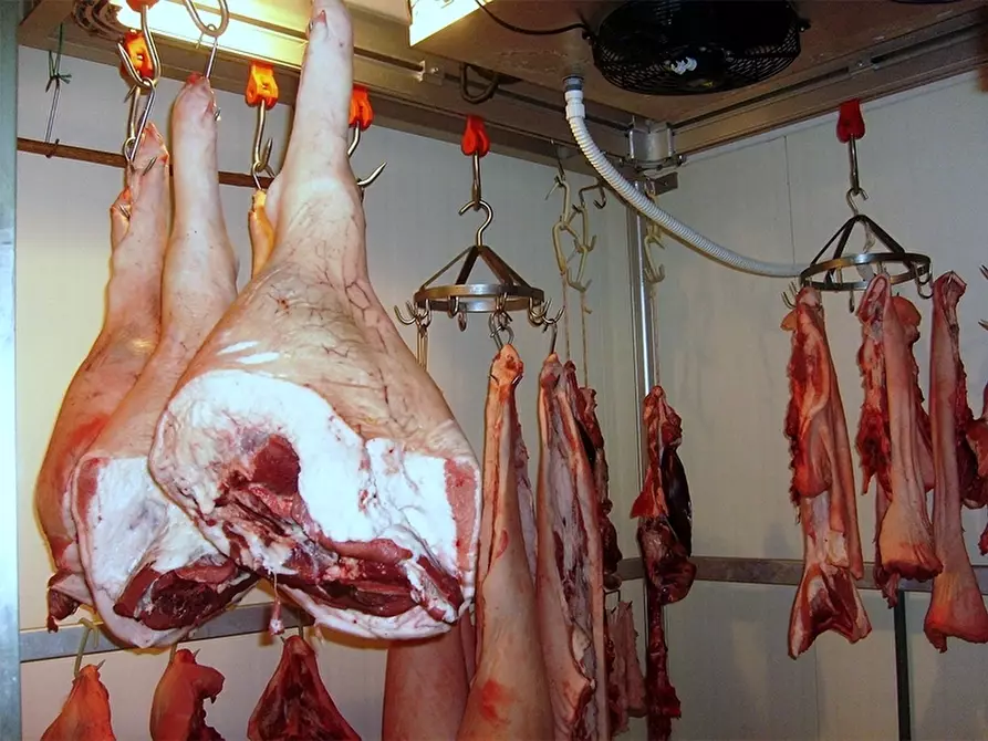 Immagine 13 di Azienda agricola in vendita  in periferia a Petritoli