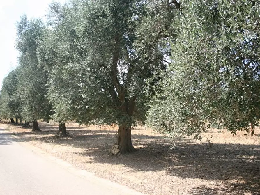 Immagine 41 di Terreno agricolo in vendita  in contrada mandrò a Cutrofiano