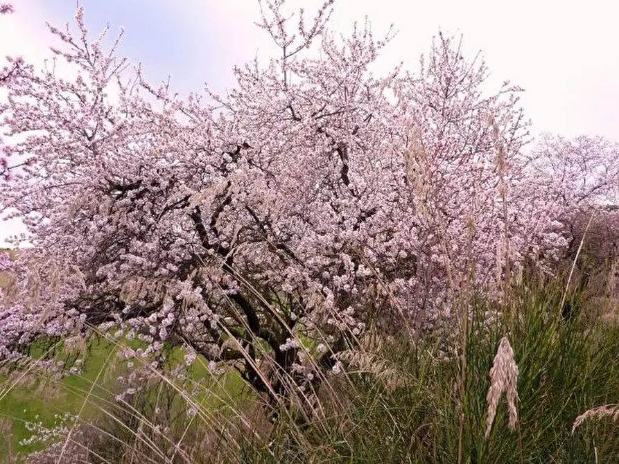 Immagine 21 di Rustico / casale in vendita  a Offida