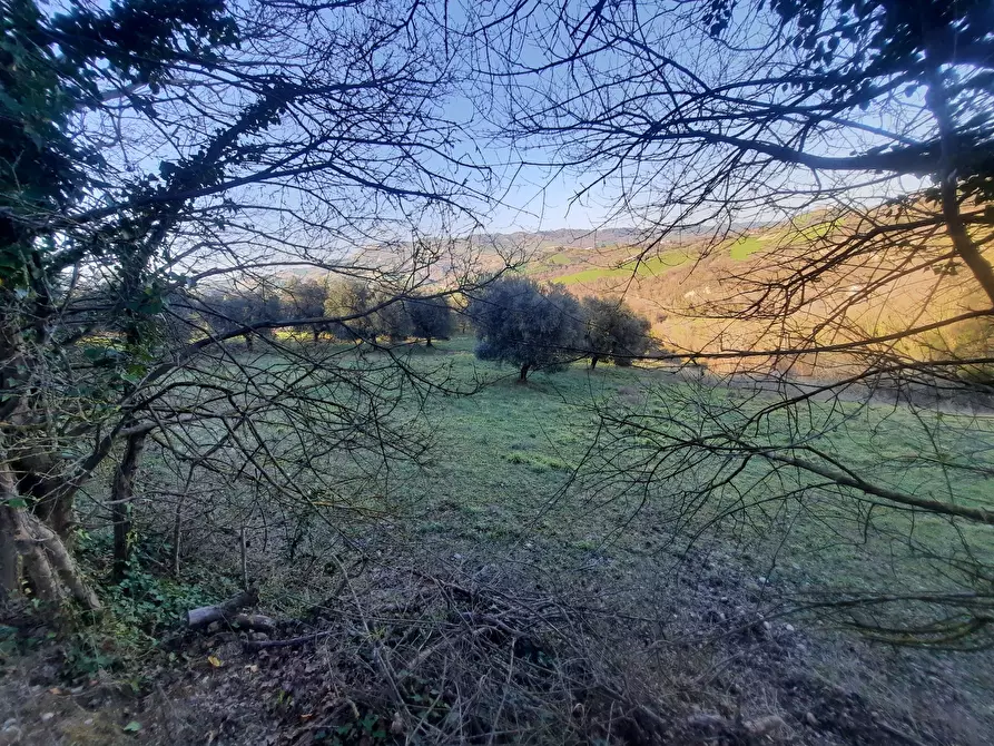 Immagine 12 di Casa indipendente in vendita  in cantina Cocci Grifoni a Ripatransone