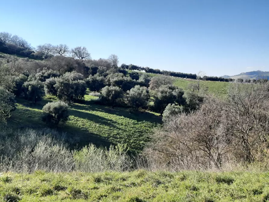 Immagine 5 di Casa indipendente in vendita  in cantina Cocci Grifoni a Ripatransone