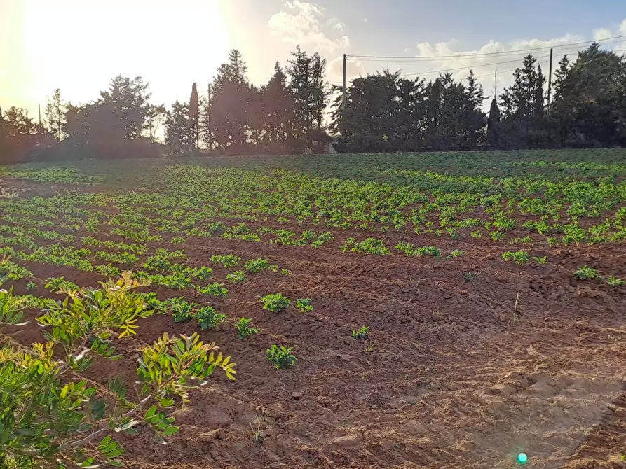 Immagine 20 di Terreno agricolo in vendita  in Via dei Gladioli a Quartucciu