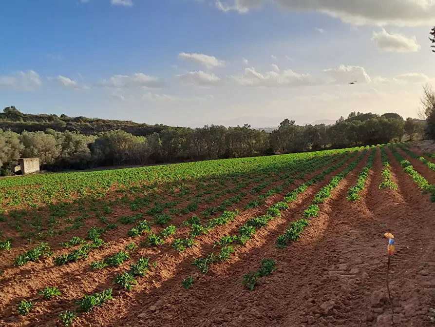 Immagine 17 di Terreno agricolo in vendita  in Via dei Gladioli a Quartucciu