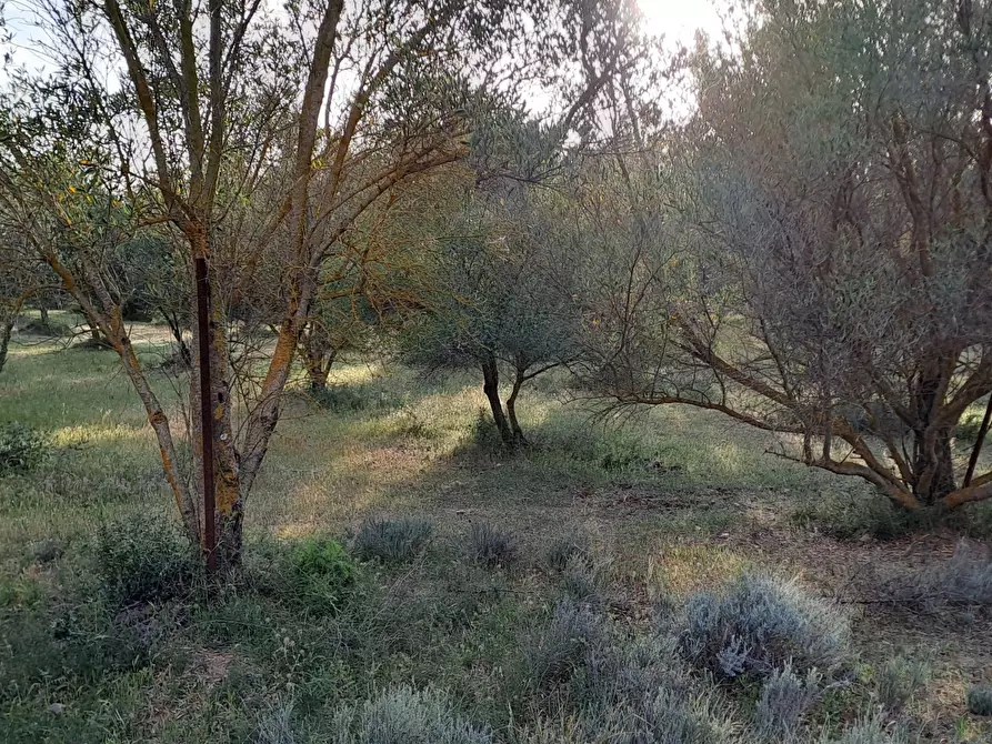 Immagine 12 di Terreno agricolo in vendita  in Via dei Gladioli a Quartucciu