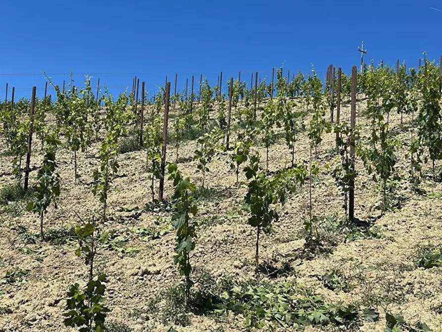 Immagine 19 di Terreno agricolo in vendita  a Montefiore Dell'aso
