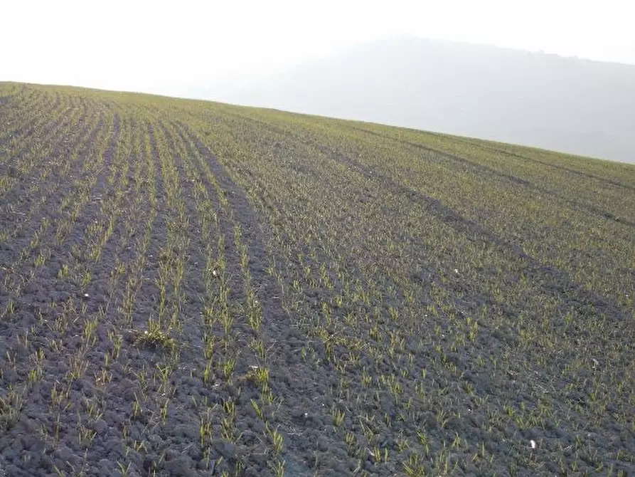 Immagine 5 di Terreno agricolo in vendita  in contrada a Ripatransone