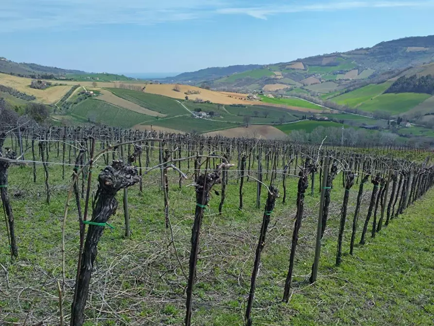 Immagine 24 di Terreno agricolo in vendita  a Montefiore Dell'aso